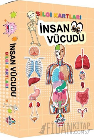 İnsan Vücudu - Bilgi Kartları Kolektif