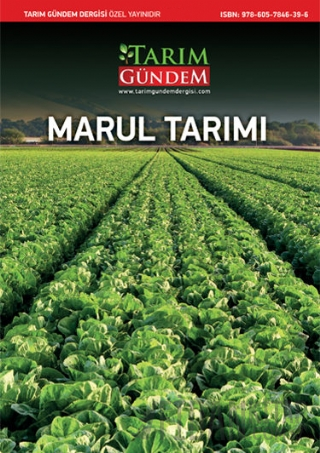 Marul Tarımı